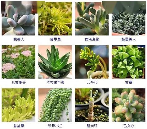 植物名稱大全|常见100种植物名字